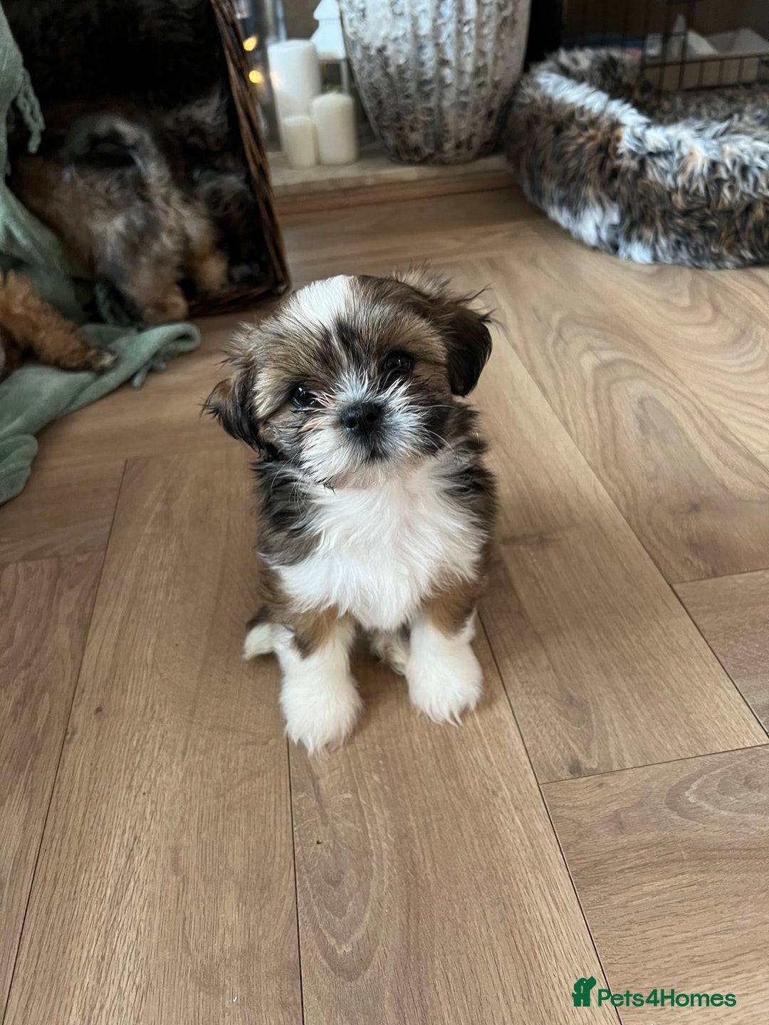 Lhasa Apso dogs for sale: Lhasa apso puppies  - Advert 16