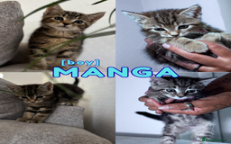 Mixed Breed cats for sale: READY NOW - 1/4 Maine Coon Kittens - Image 3