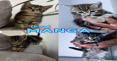 Mixed Breed cats - Advert 16
