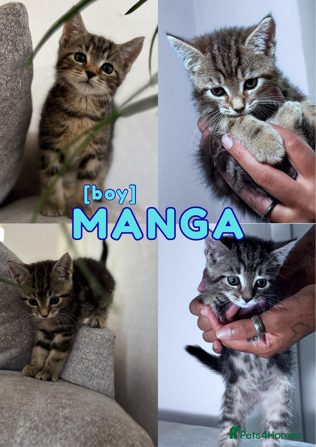 Mixed Breed cats for sale: READY NOW - 1/4 Maine Coon Kittens - Image 3