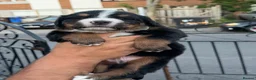 Bernese Mountain Dog dogs for sale: Bernese mountain Puppy  - Advert 15