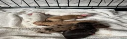 Cockapoo dogs for sale: Cockapoo puppy’s  - Advert 15