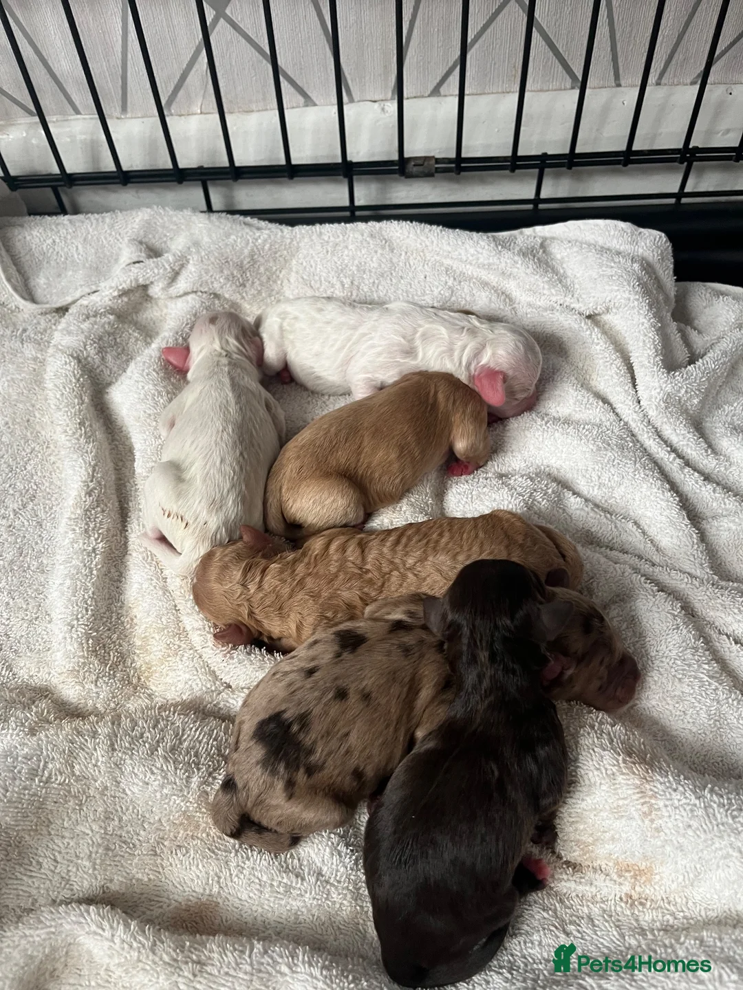 Cockapoo dogs for sale: Cockapoo puppy’s  - Advert 15