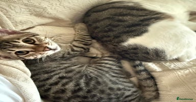 Mixed Breed cats [Indoors Only] Muji&Sol - Affectionate Chatty pair - Advert 6