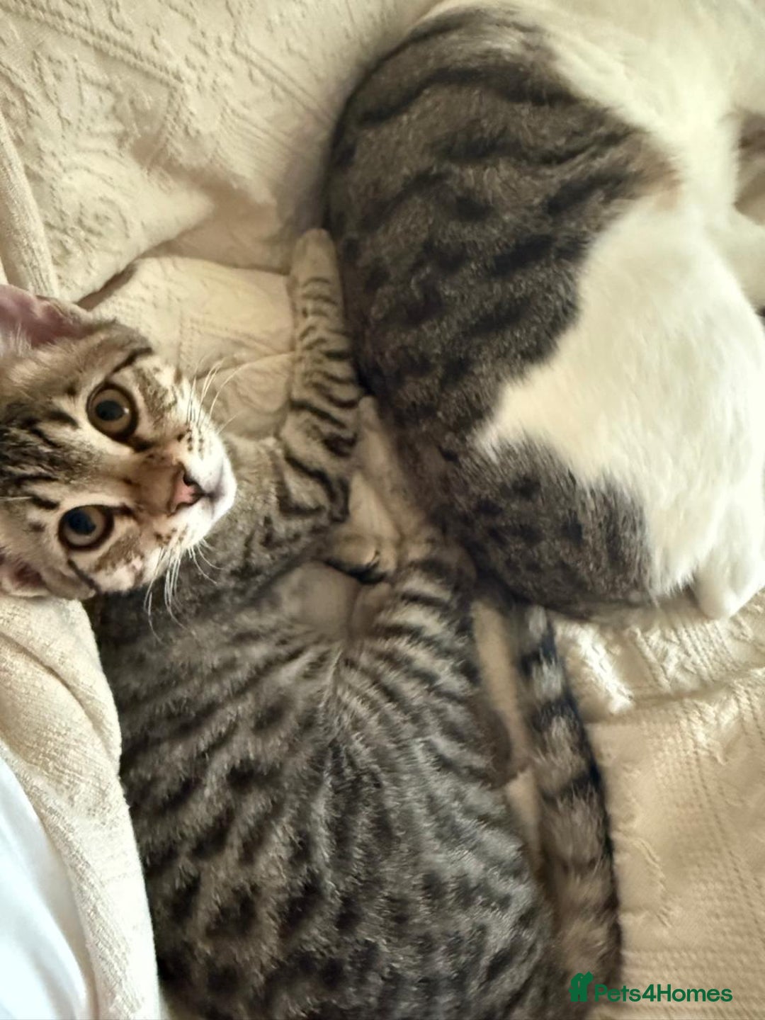 Mixed Breed cats for adoption: Muji & Sol - Affectionate & Chatty indoors pair - Advert 5