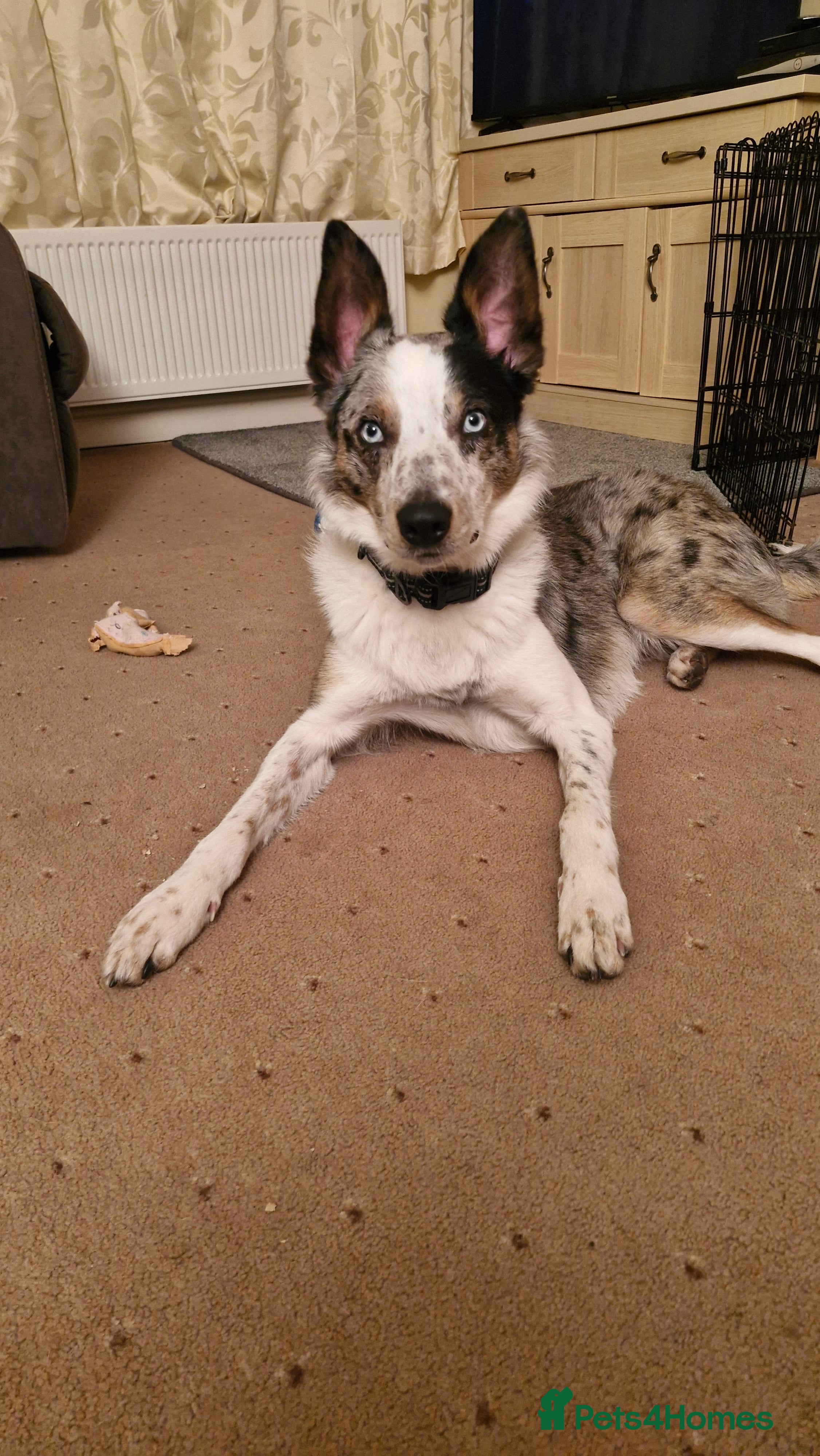 Border Collie dogs Welsh collie - Advert 1