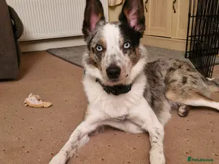 Border Collie dogs Welsh collie - Advert 1