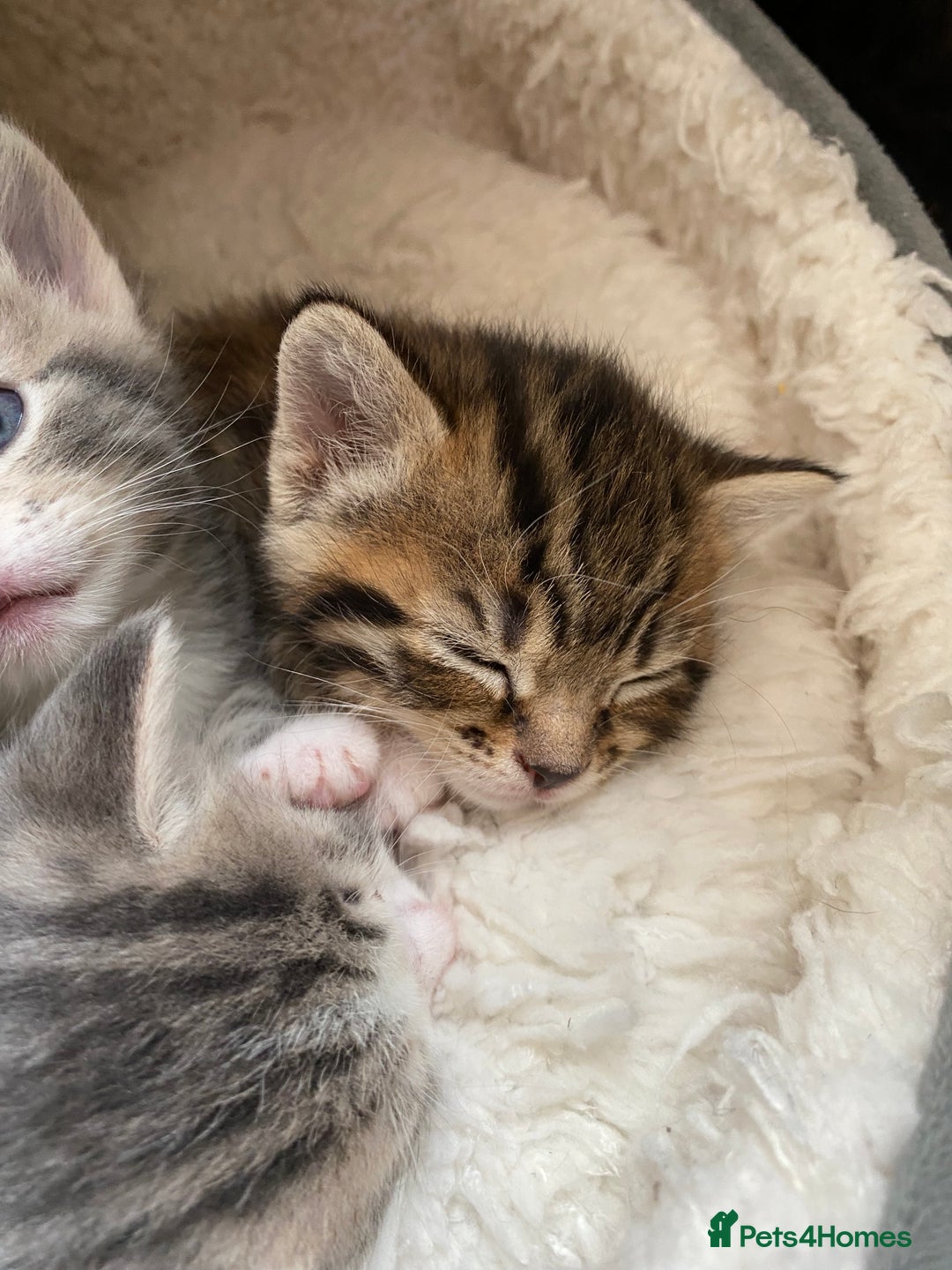 Mixed Breed cats for sale: Amazing, beautiful girl looking for home💕💕 - Image 8