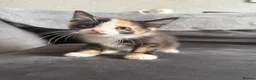 Domestic Shorthair cats for sale: 4 Adorable Domestic Shorthair Kittens - Advert 35