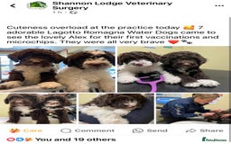 Lagotto Romagnolo dogs for sale: Litter of Hypoallergenic Lagotto/ not cockapoo  - Image 12