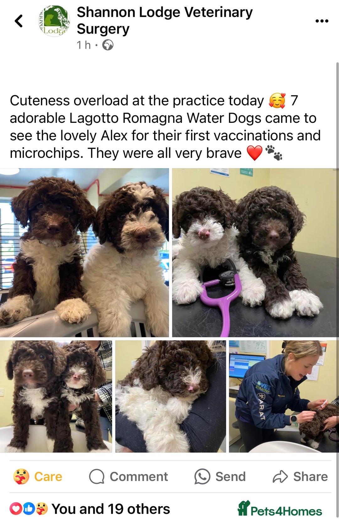Lagotto Romagnolo dogs for sale: Litter of Hypoallergenic Lagotto/ not cockapoo  - Image 12