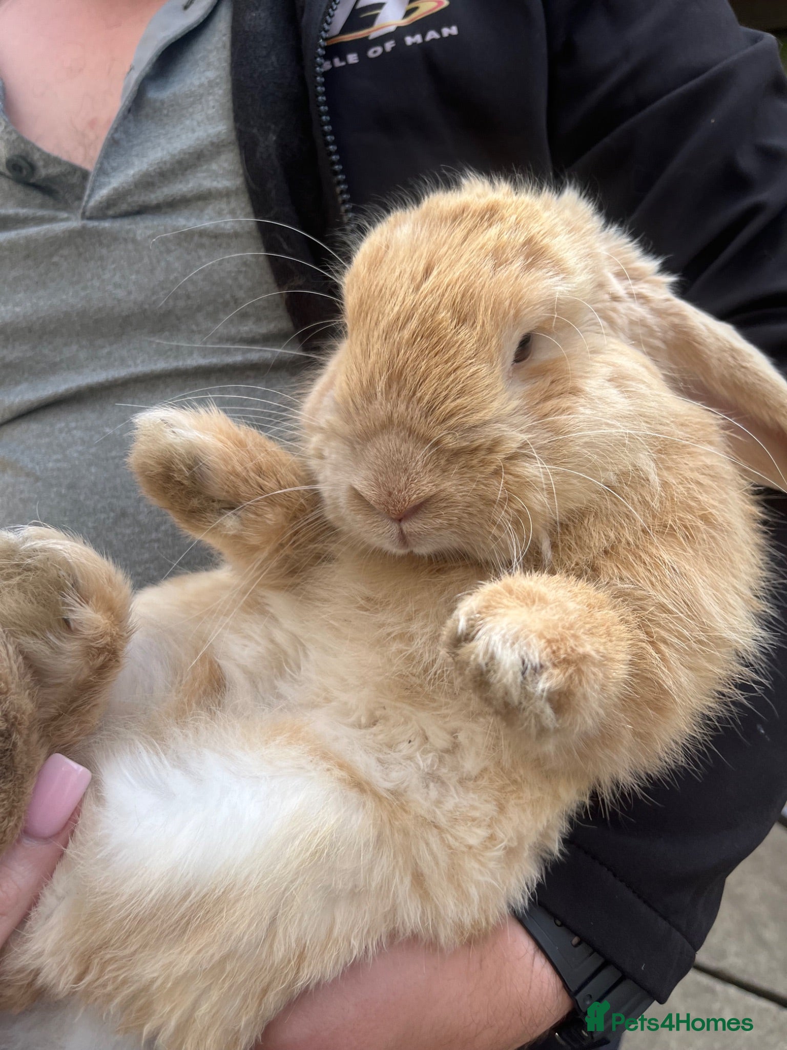 Netherland Dwarf rabbits Beige boy 8 month old white female 8 month old - Advert 17