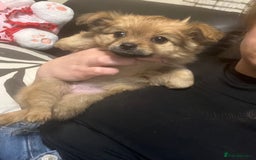 Mixed Breed dogs for sale: 2male pomranian puppies  - Image 3