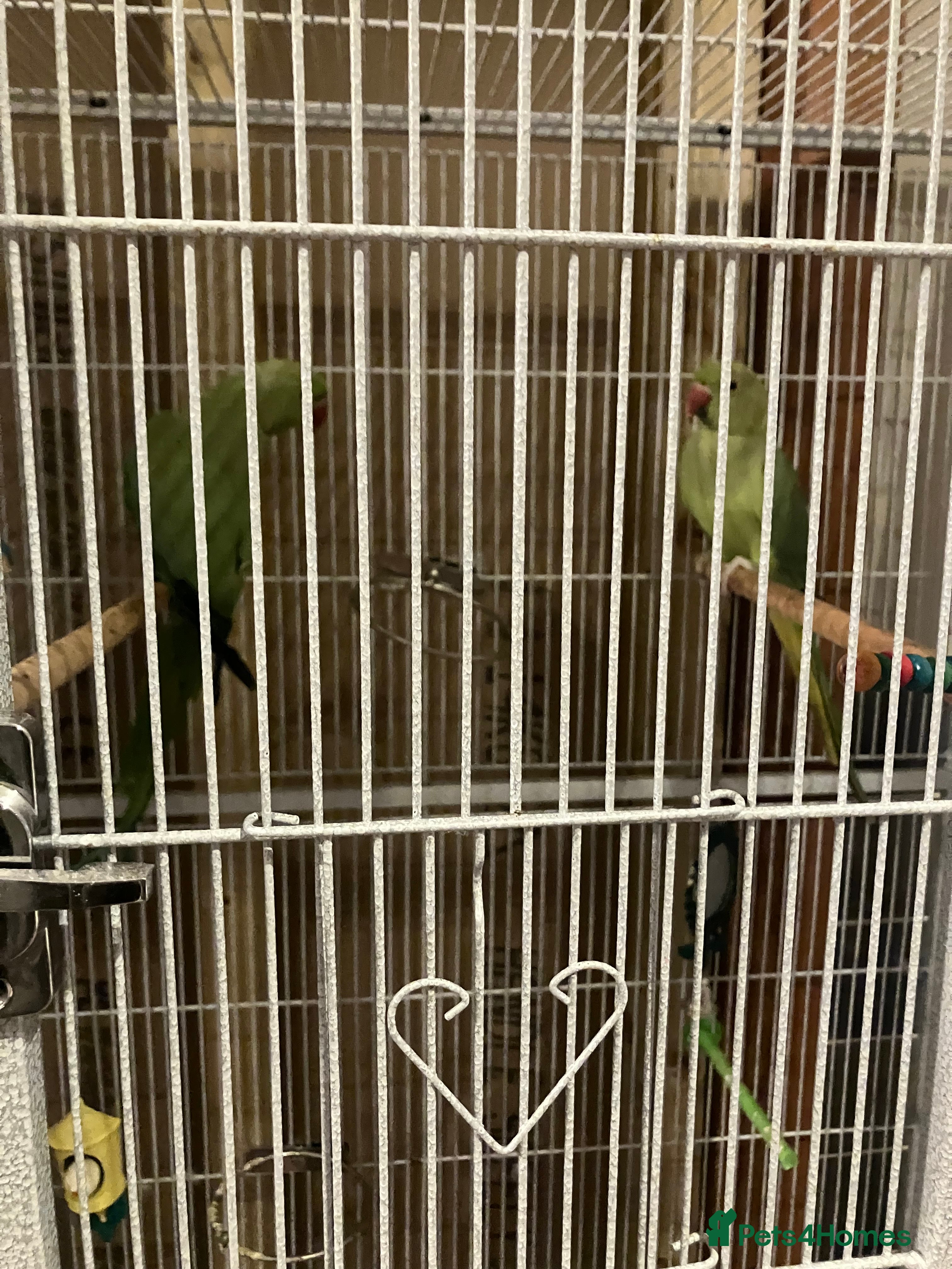 Ringnecks birds Pair of green Indian ring necks  - Advert 1