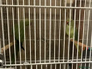 Ringnecks birds Pair of green Indian ring necks - Advert 3