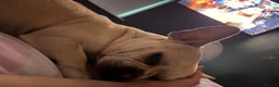 Mixed Breed dogs for sale: Frenchie Cross  - Advert 13