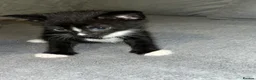 Mixed Breed cats for sale: Beautiful Domestic Shorthair Kittens  🐾 - Advert 12