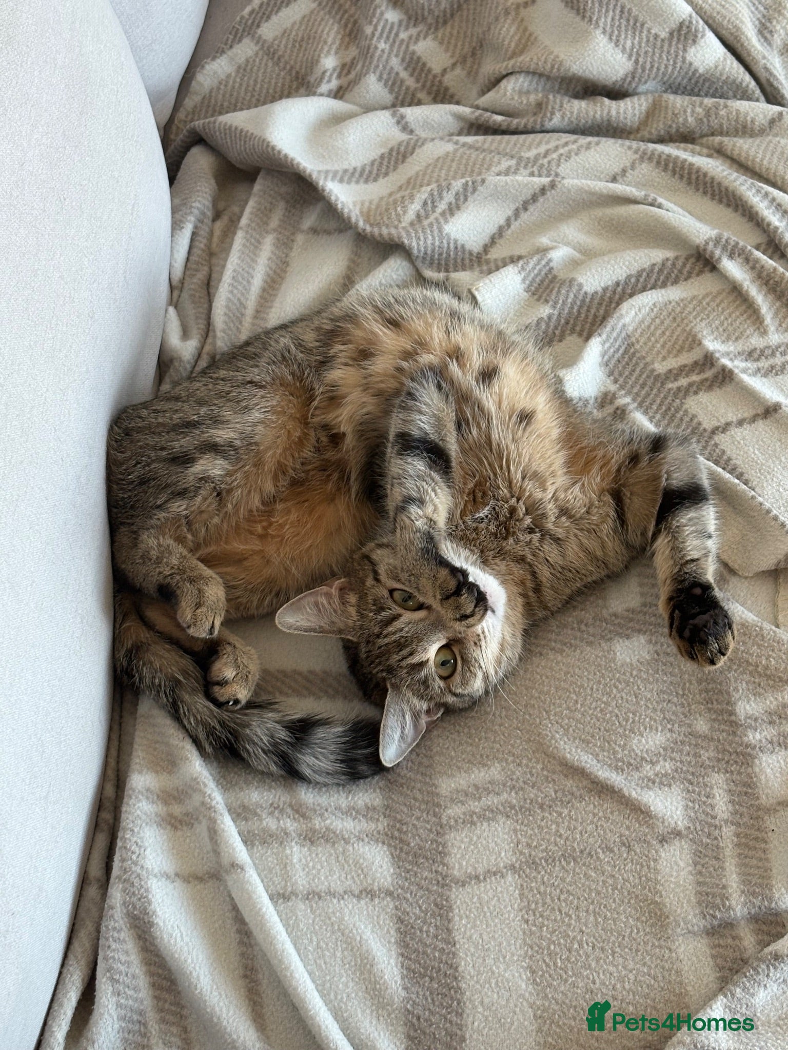 Domestic Shorthair cats 4 year old domestic shorthair tabby for sale - Advert 5