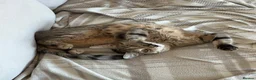 Domestic Shorthair cats for sale: 4 year old domestic shorthair tabby for sale in London - Advert 1