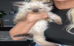 Ragdoll cats for sale: 💙Seal Point Ragdoll × Siberian Boy 💙 - Image 8