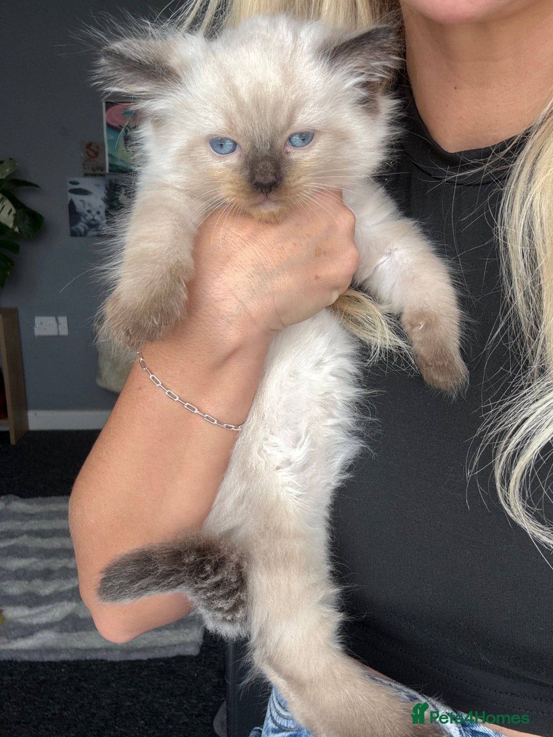 Ragdoll cats for sale: 💙Seal Point Ragdoll × Siberian Boy 💙 - Image 8