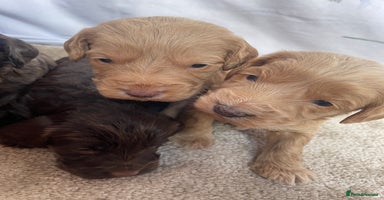 Cockapoo dogs - Advert 4