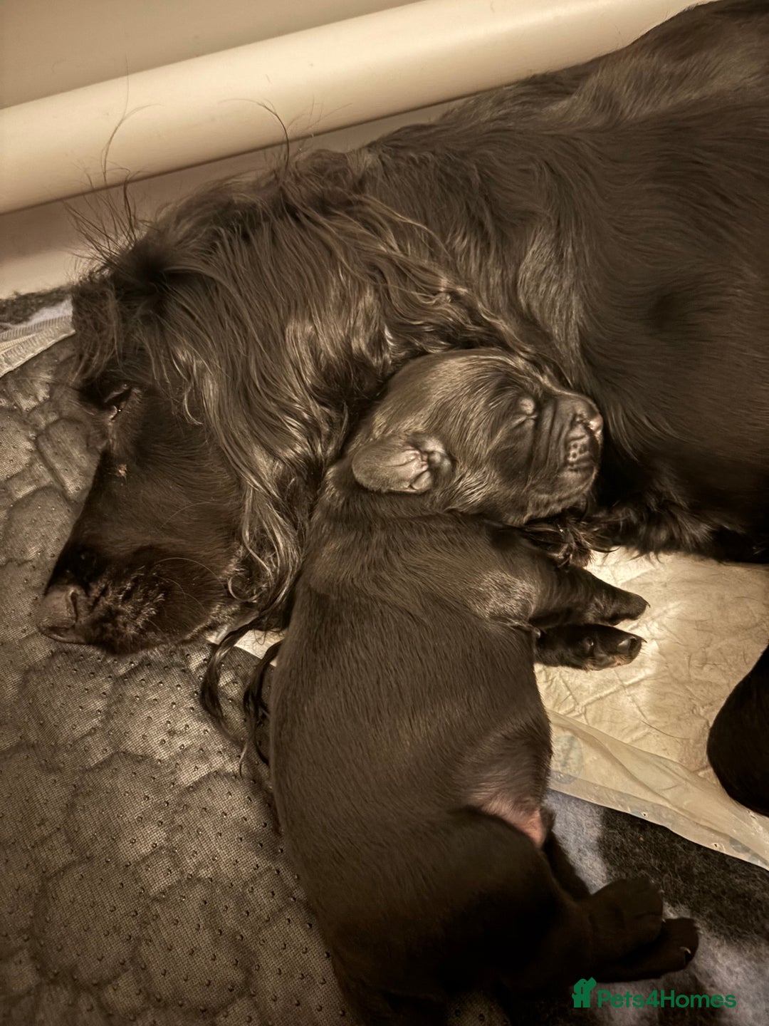 Cocker Spaniel dogs for sale: Cocker spaniel boys  - Advert 1