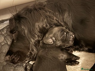 Cocker Spaniel dogs for sale: Cocker spaniel boys - Advert 2