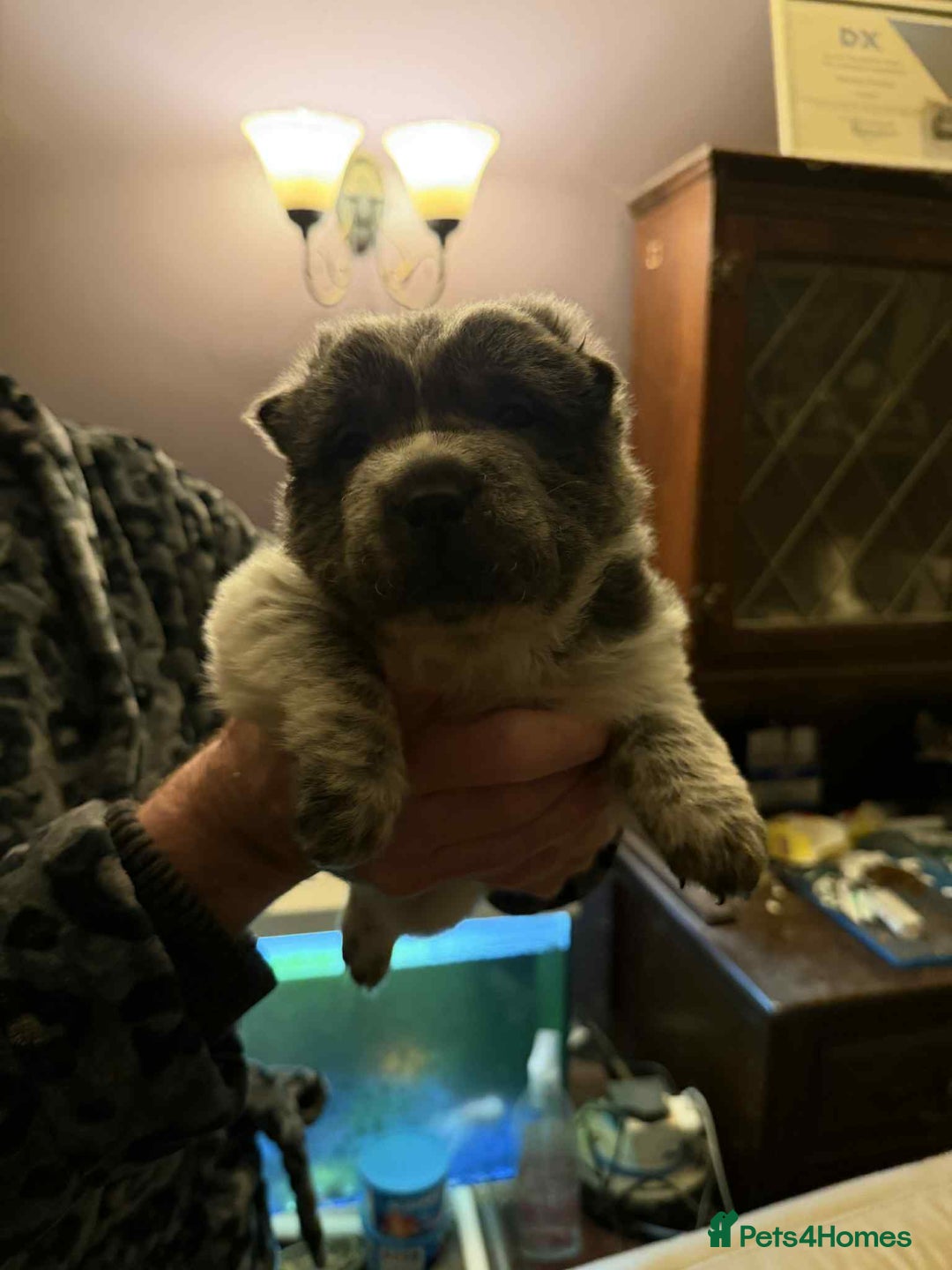 Shar Pei dogs for sale: 4 gorgeous bear coat shar pei puppies - Advert 15