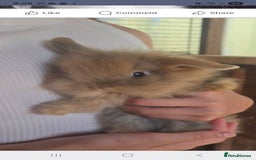 Mixed Breed rabbits for sale: Bby 12 week old little girl - Image 1