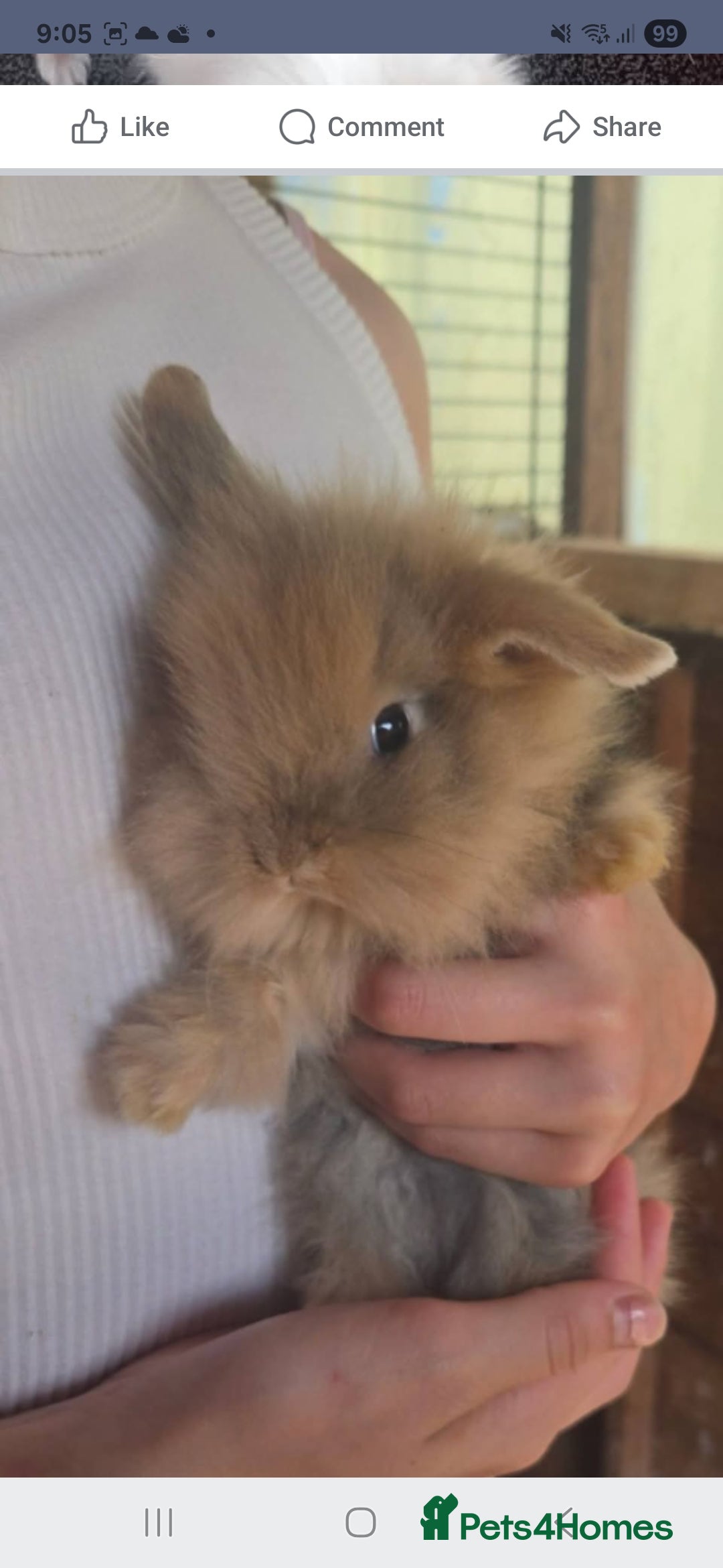 Mixed Breed rabbits for sale: Bby 12 week old little girl - Image 1