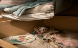 Dachshund dogs for sale: 2 beautiful girls - Image 20
