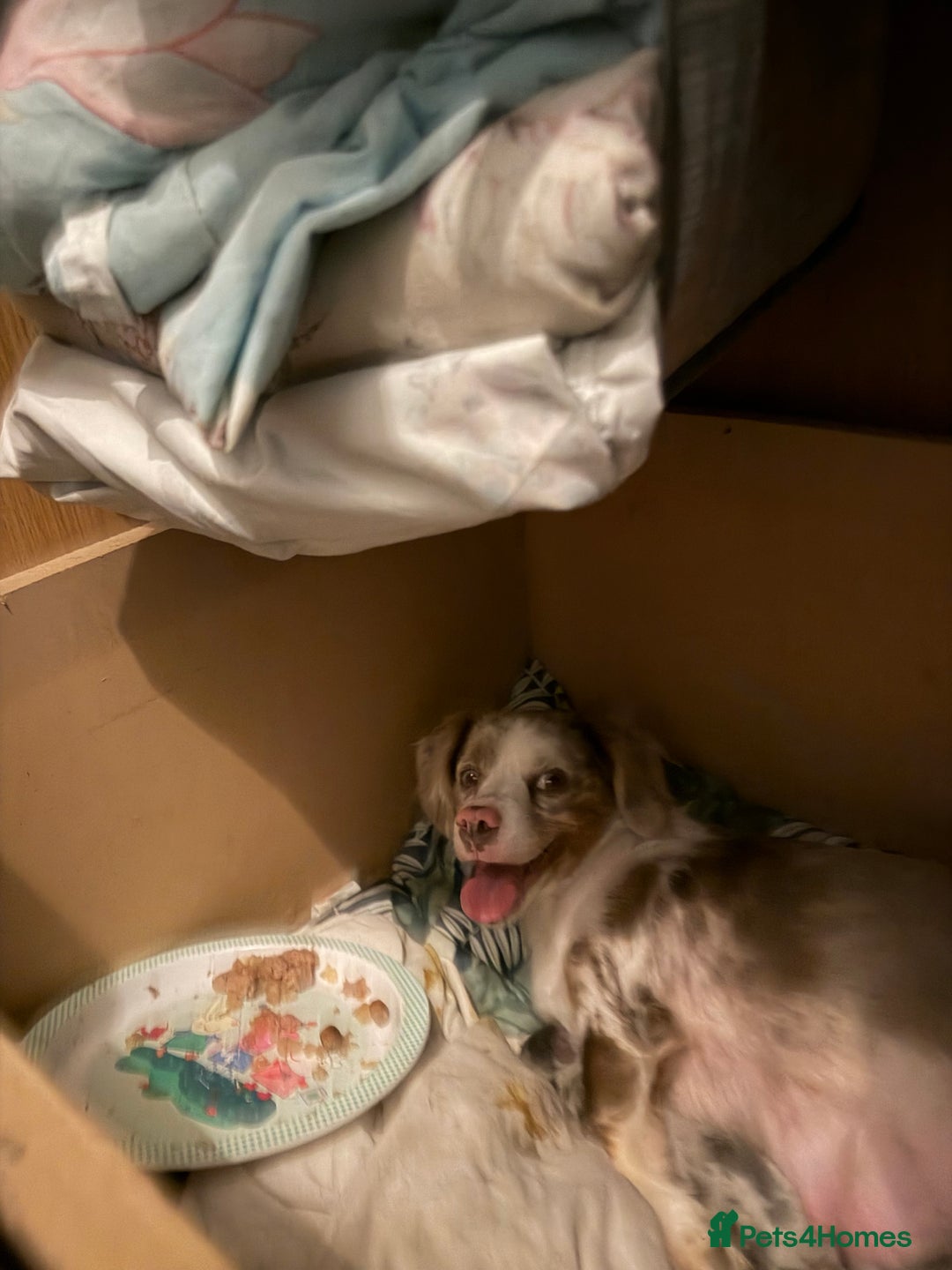 Dachshund dogs for sale: 2 beautiful girls - Image 20