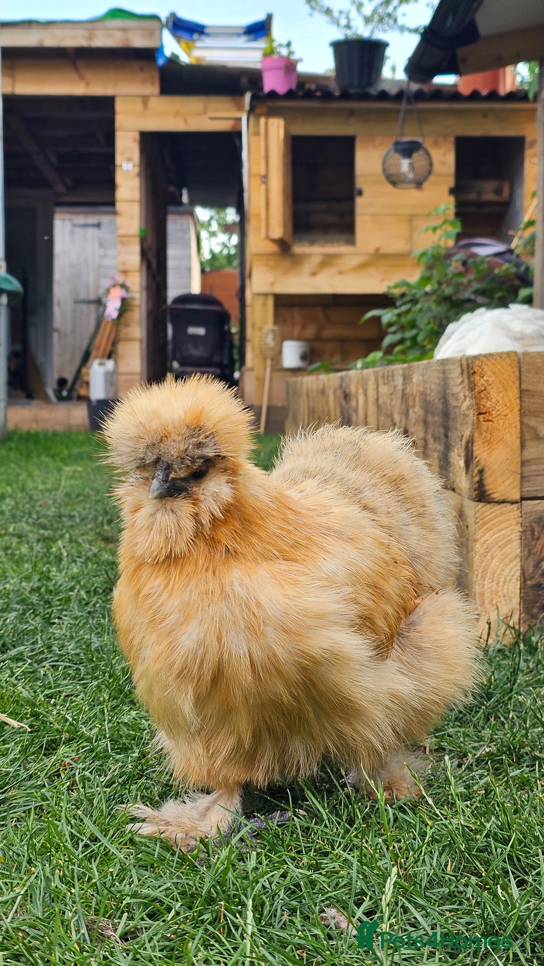 Hens poultry for sale: Hens for sale. - Image 9