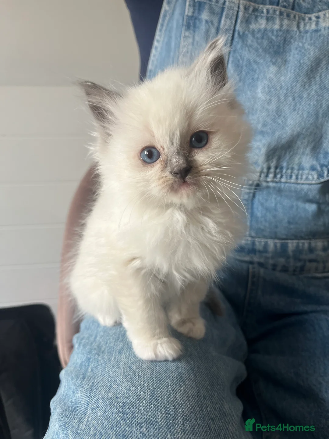 Ragdoll cats for sale: Beautiful Blue Point Ragdoll Kittens - Advert 8