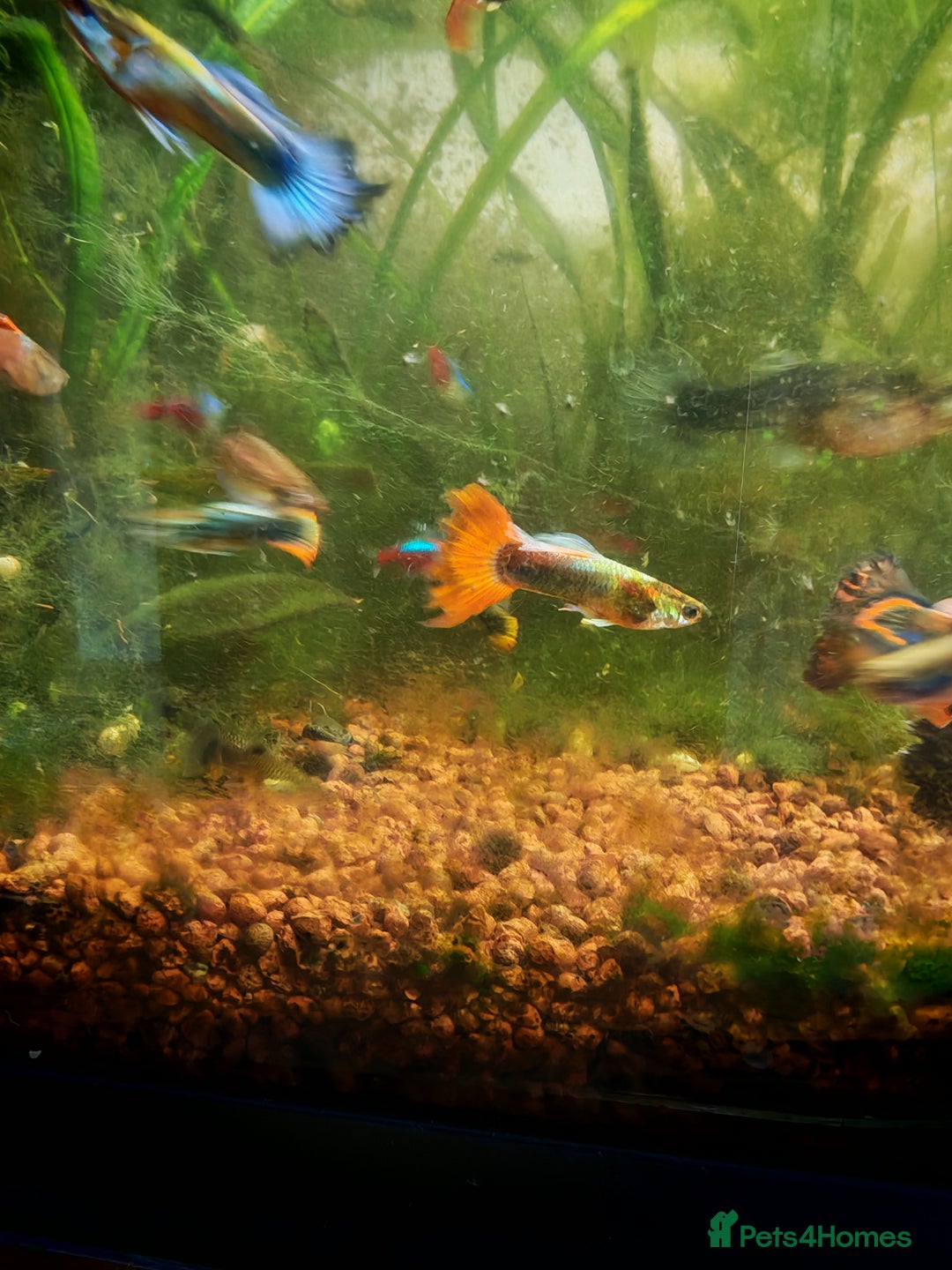 Live Bearers fish for sale: Guppy fry - Image 3