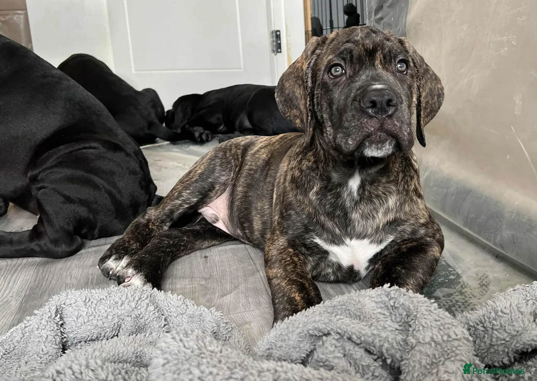 Cane Corso dogs for sale: Yuki x Aries Russian champ bloodline Puppies - Advert 16