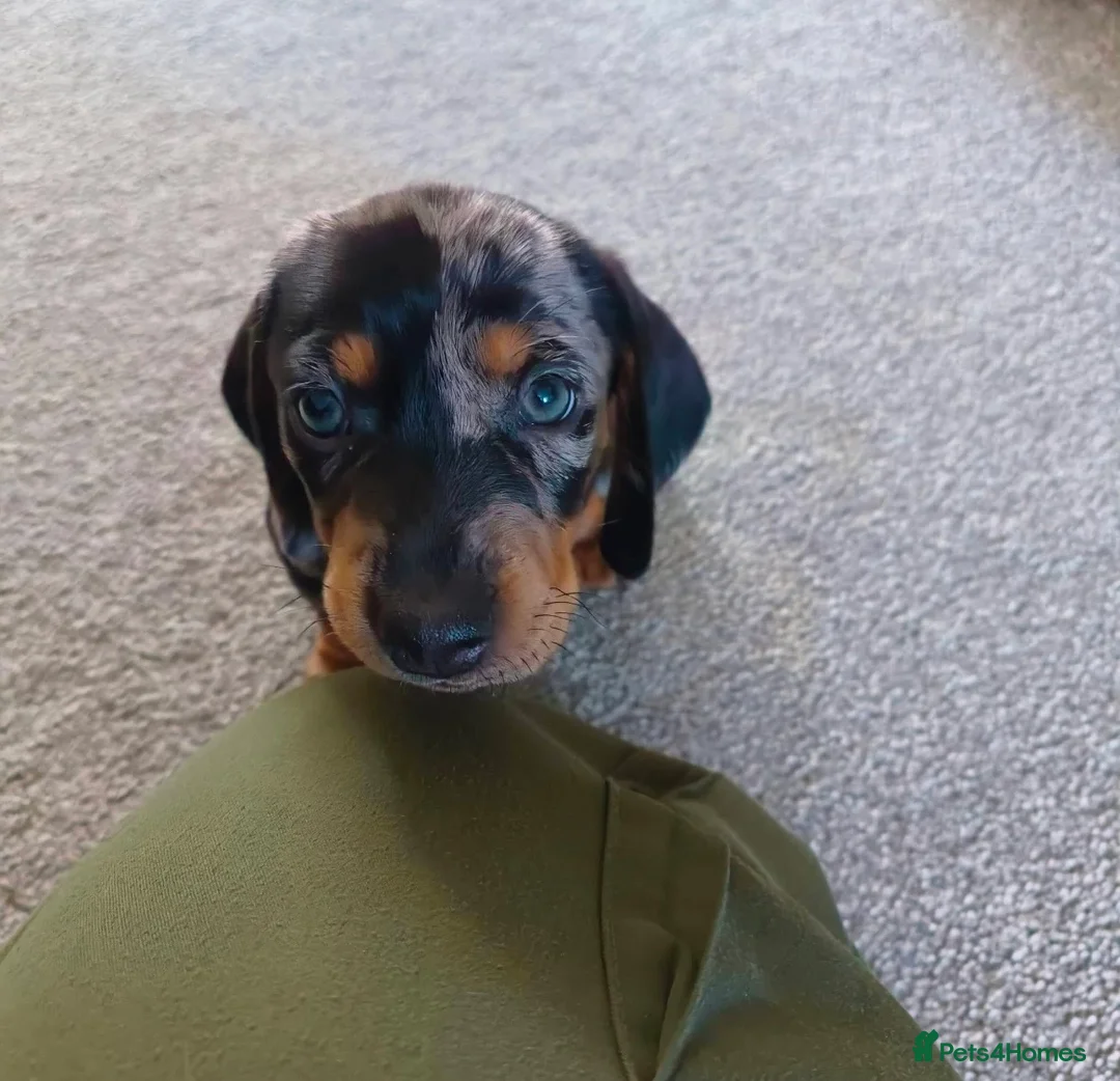 Dachshund dogs for sale: Dachshund puppies - Advert 7