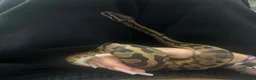 Snake reptiles for sale: slightly pied ball python  in Torquay - Advert 4