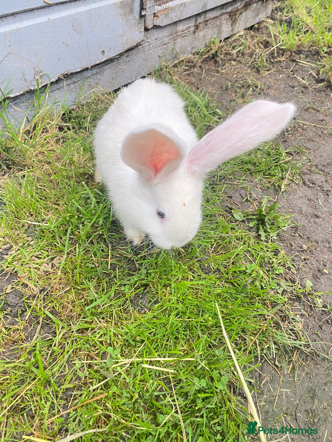 Continental Giant rabbits for sale: Continental Giant Baby Rabbits Ready to go - Image 6