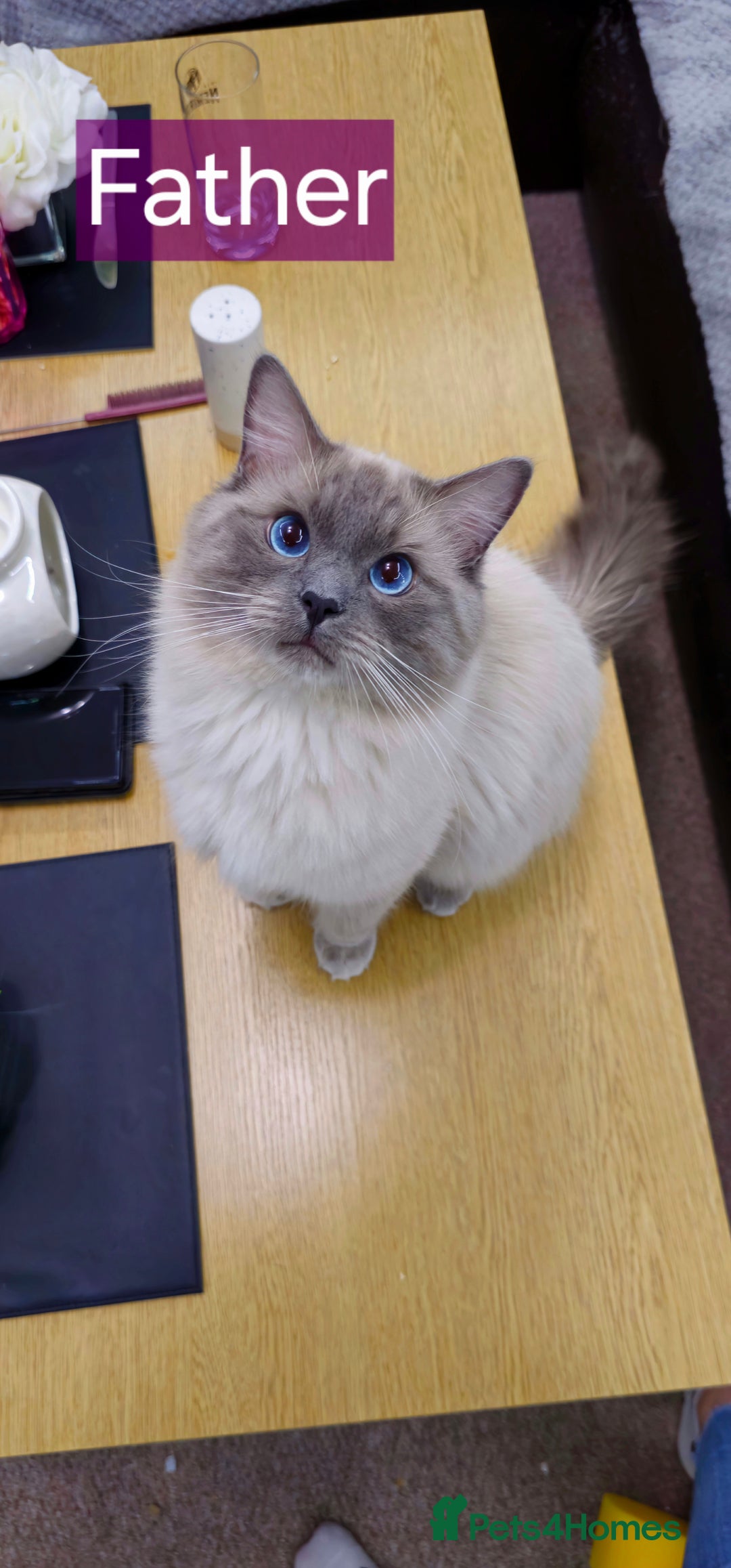 Ragdoll cats for sale: Ragdoll kittens  - Image 20