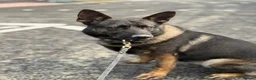 German Shepherd dogs for stud: German Shepherd Stud | Kaiser | 5 Years Old in Mitcham - Advert 7