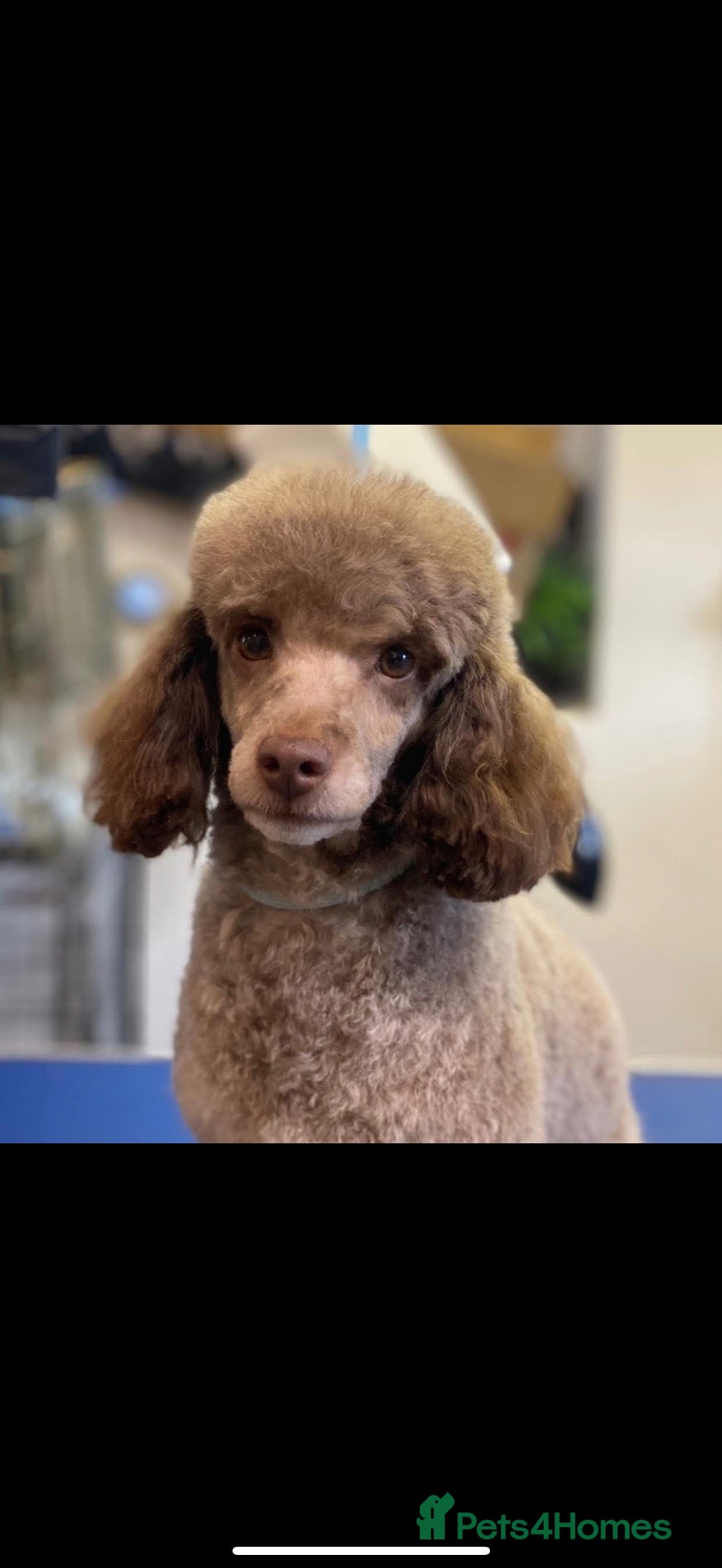 Toy Poodle dogs Kc reg toy poodle puppies  - Advert 11