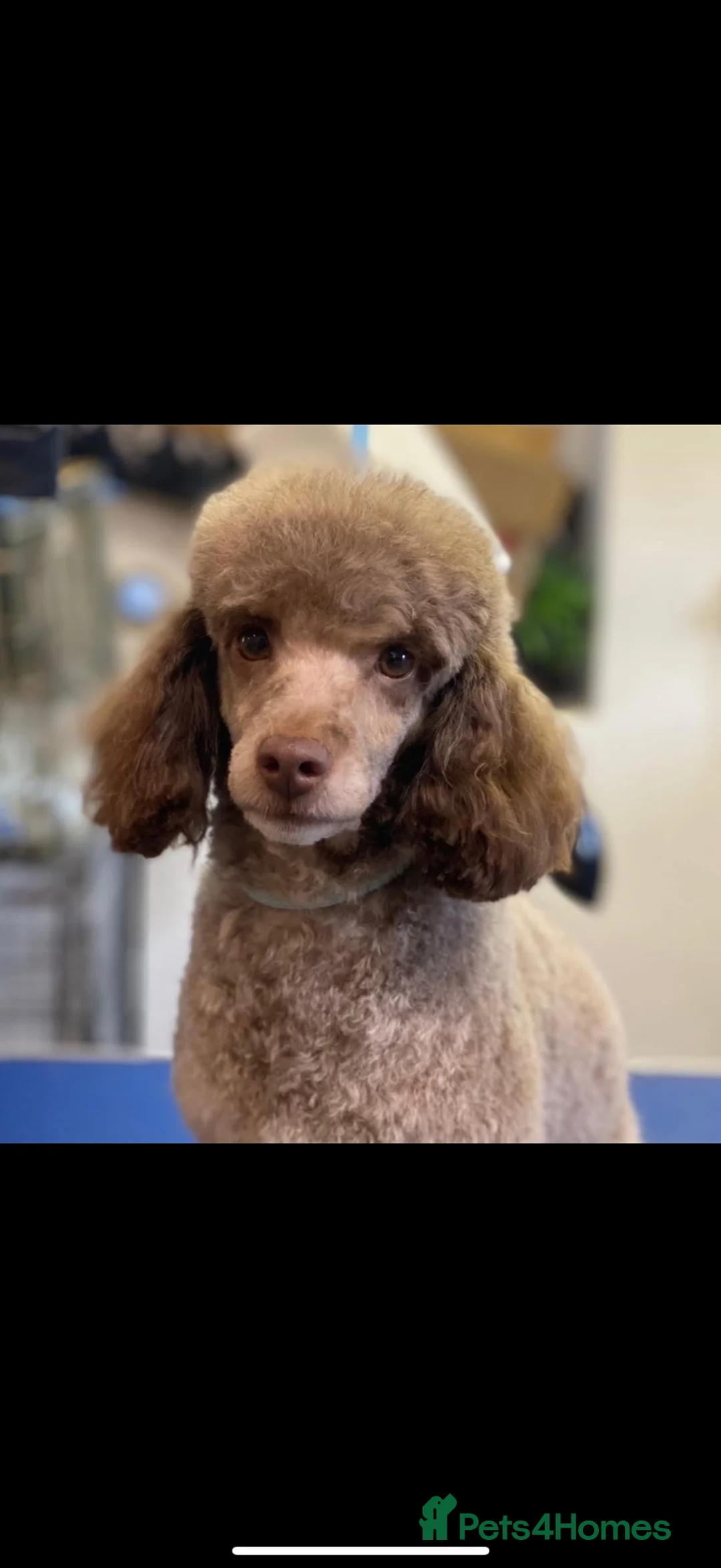 Toy Poodle dogs for sale: Kc reg toy poodle puppies  - Advert 1