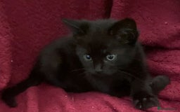 Bombay cats for sale: 11 week old black male kitten - Image 2