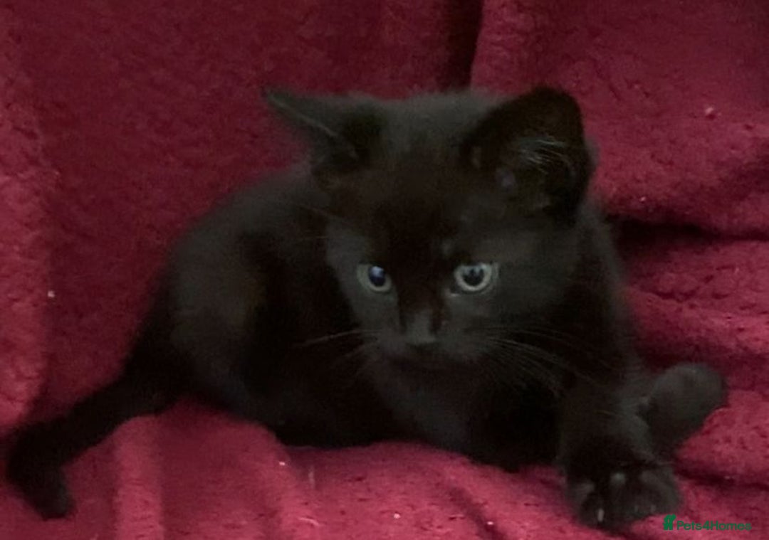 Bombay cats for sale: 11 week old black male kitten - Image 2