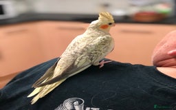 Cockatiels birds for sale: Baby Cockatiels - Image 4