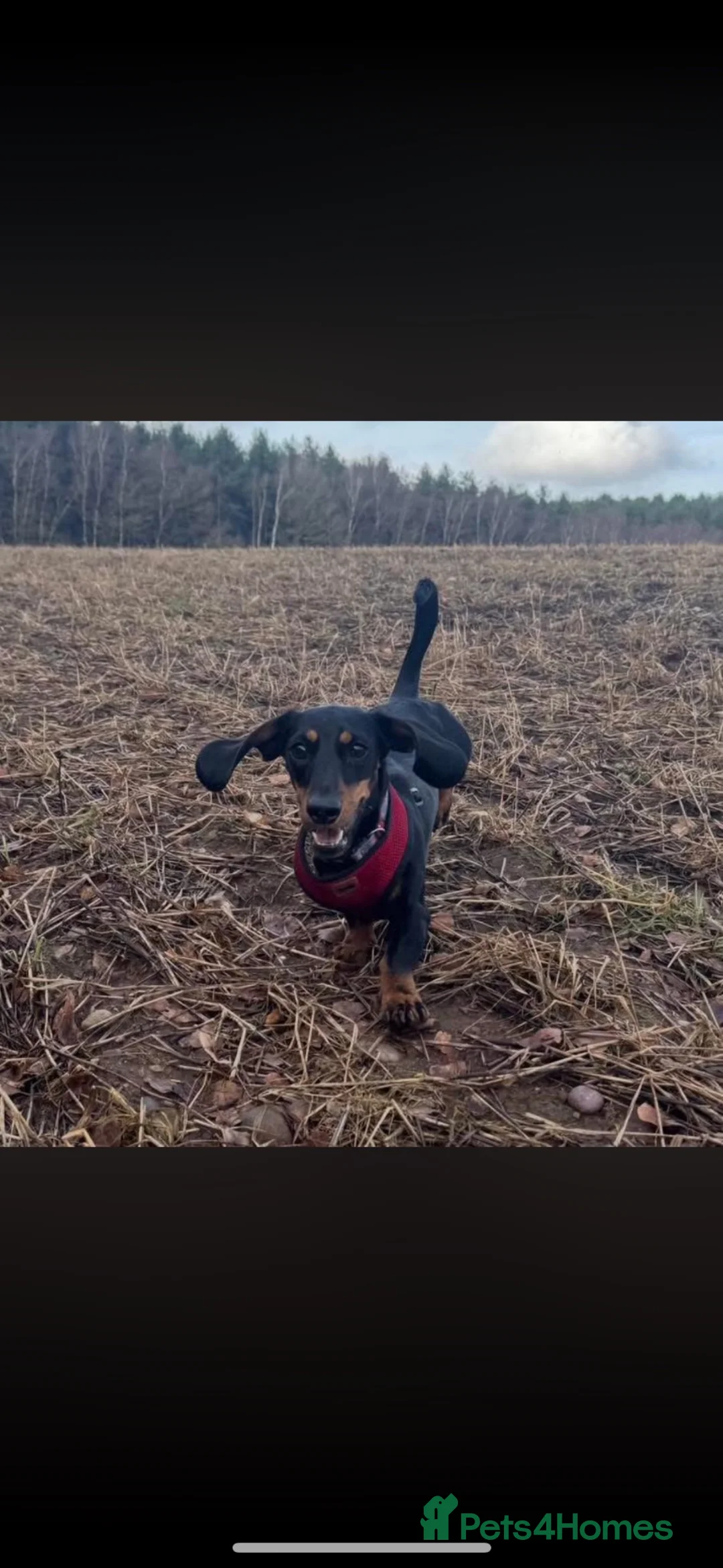 Dachshund dogs for stud: Dachshund for Stud ‼️‼️ - Advert 2