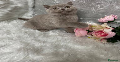 British Shorthair cats - Advert 3