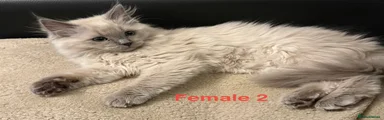 Ragdoll Kitten 4